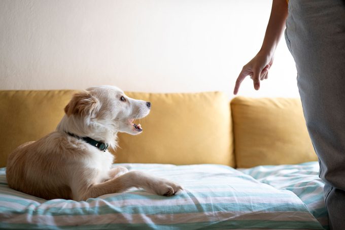 Dog Person And Hand Point For Discipline On Apartment Sofa For Behaviour Warning Command Or Teaching