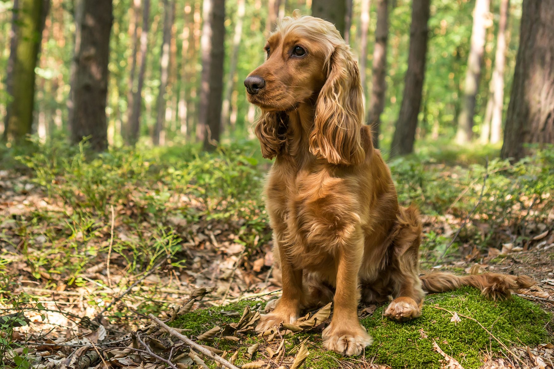 English Cocker Spaniel Gettyimages 1010055404