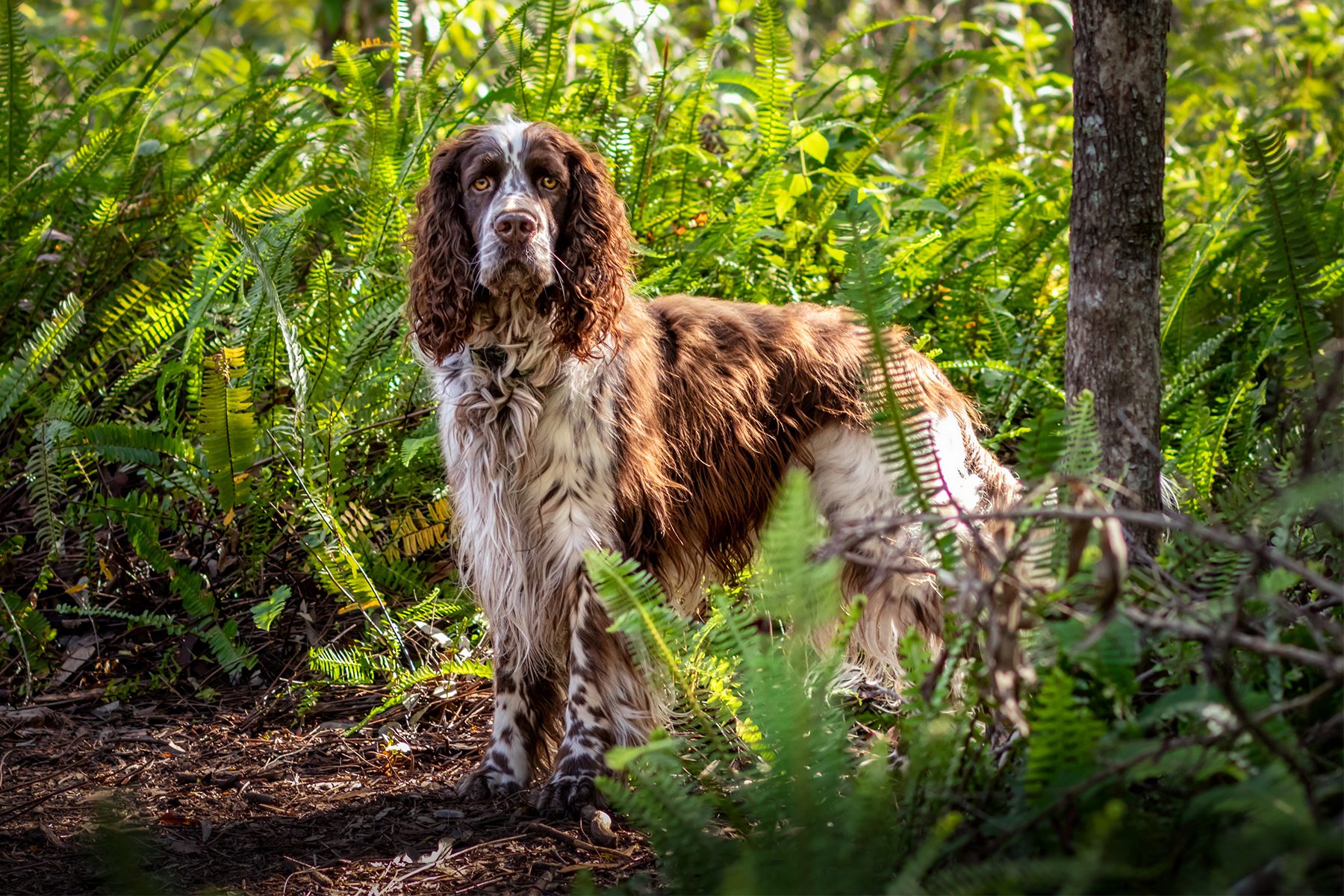 English Springer Spaniel Gettyimages 1456129247