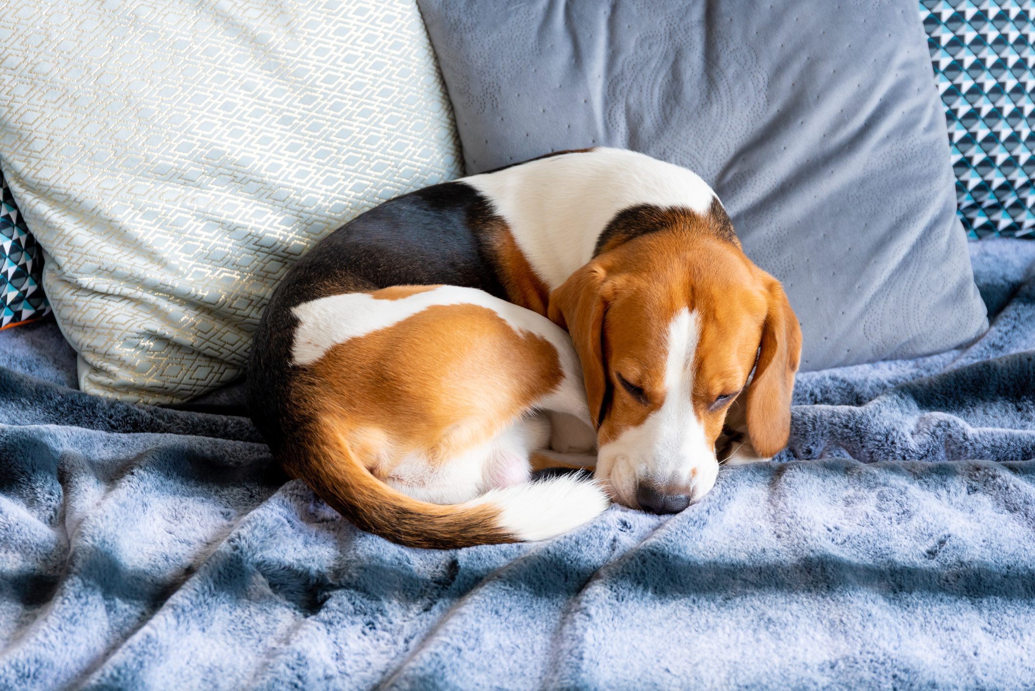 Why Do Dogs Circle Before Lying Down?