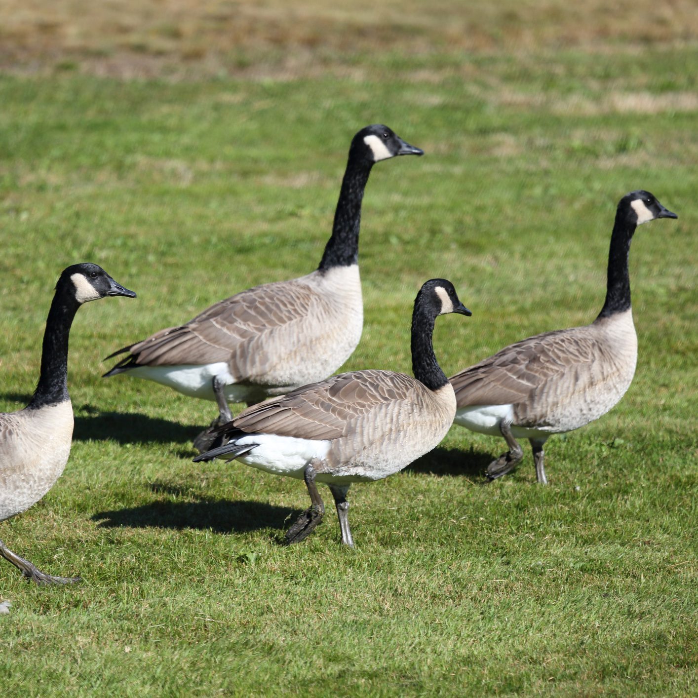 Canada geese in a public park, Nova Scotia, Canada