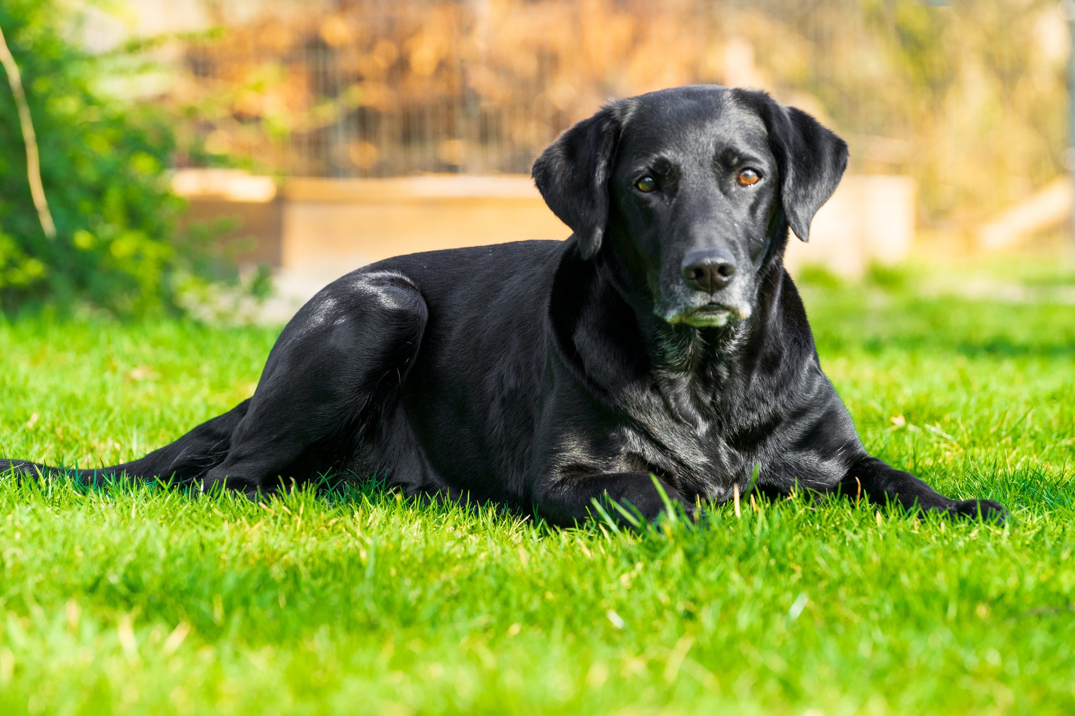 Dog Lying On Grass