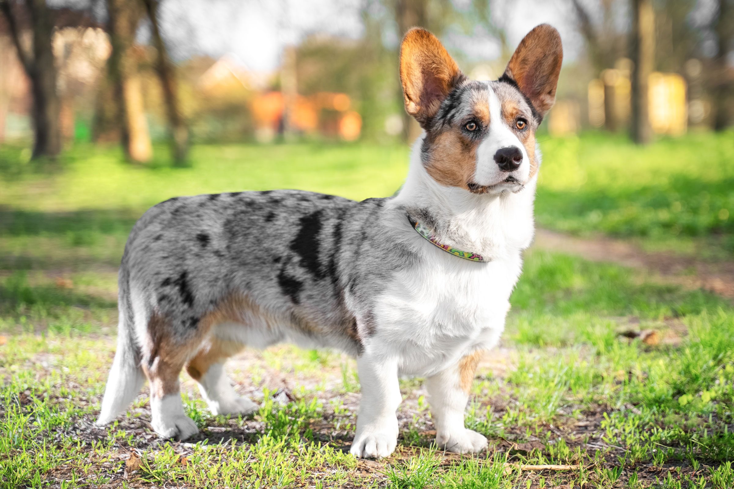 Cardigan Welsh corgi