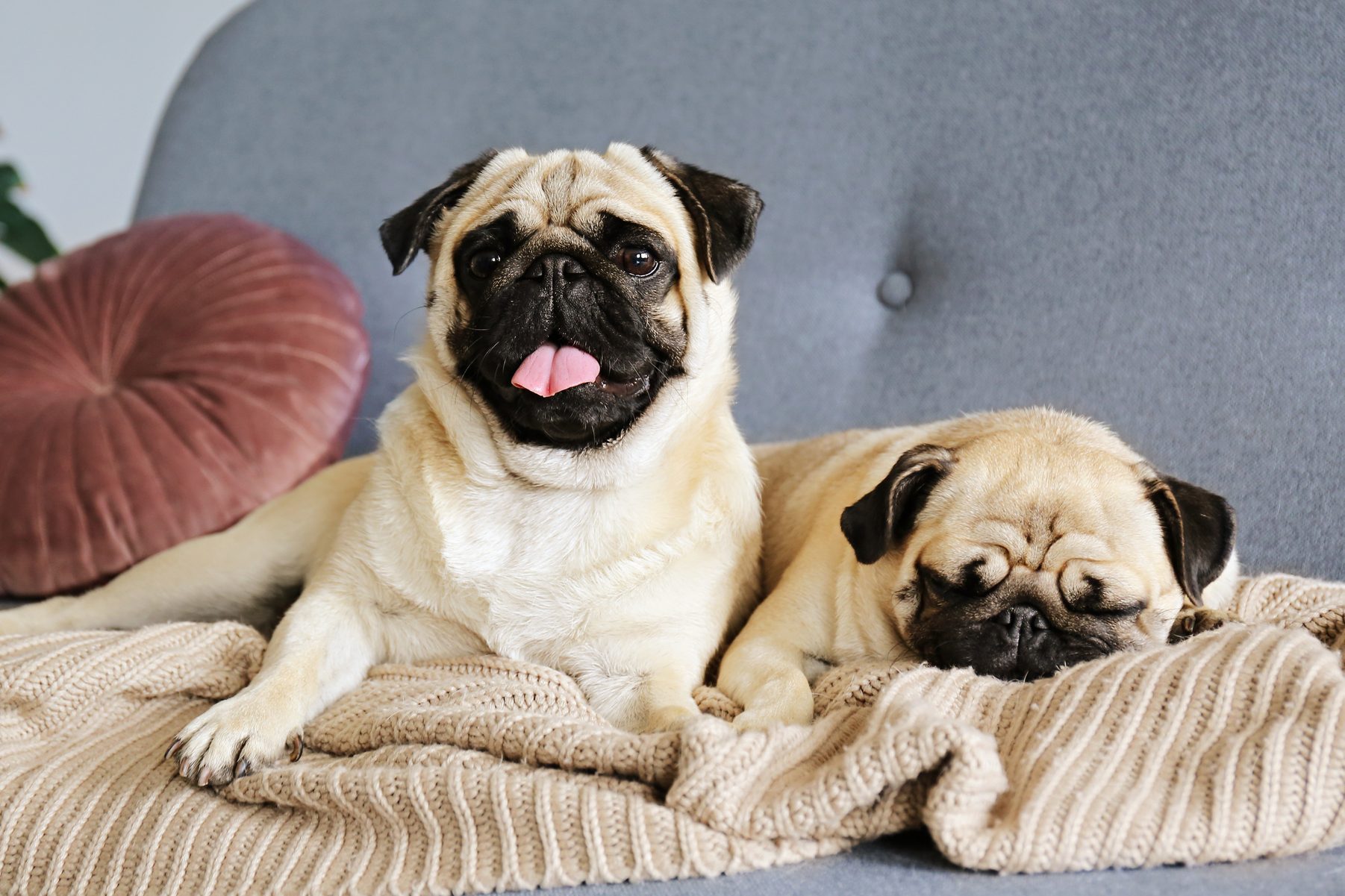 Adorable pug doggy with black ears and sad eyes lying on a sofa.