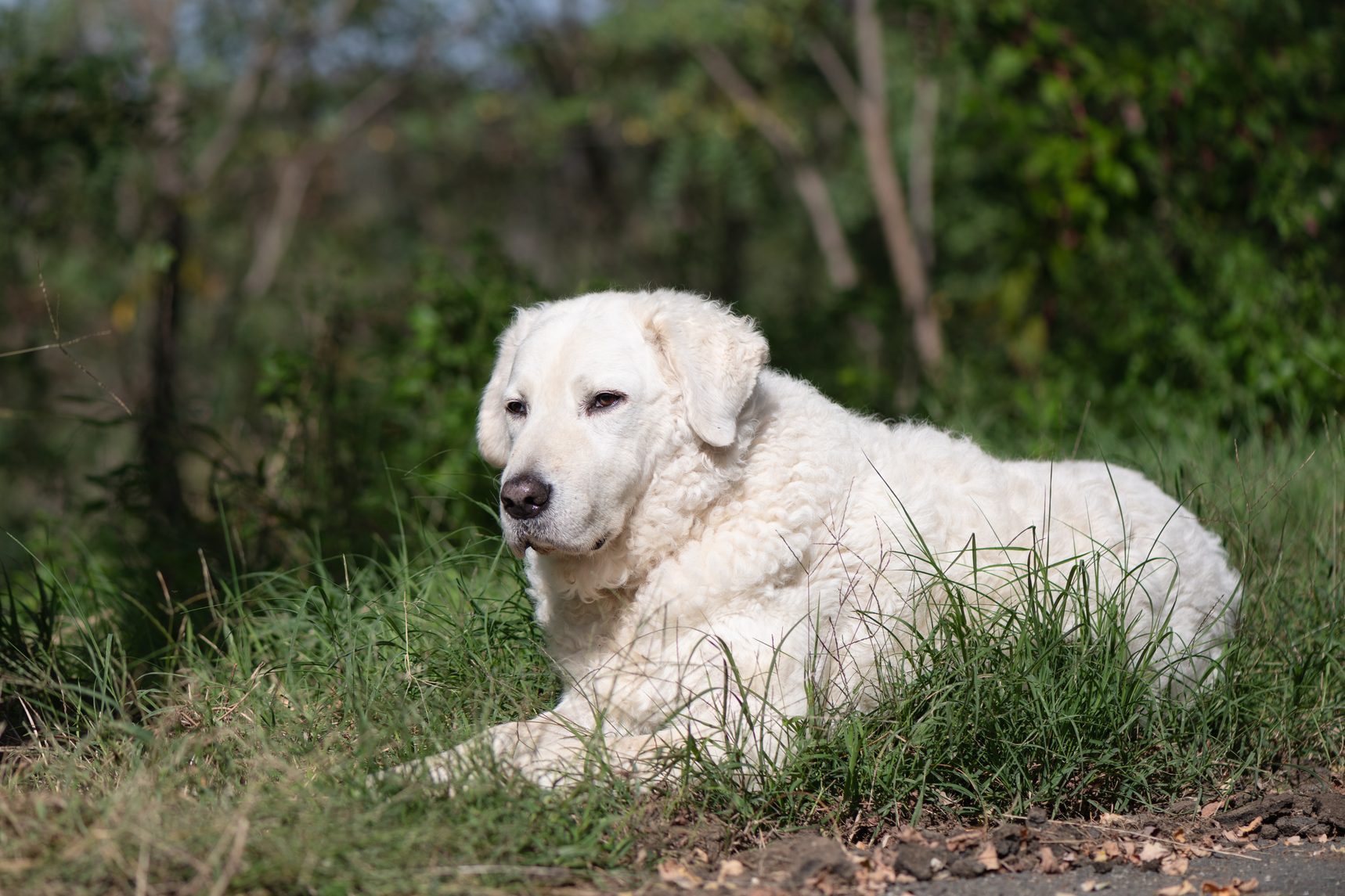 Kuvasz lying in the sun