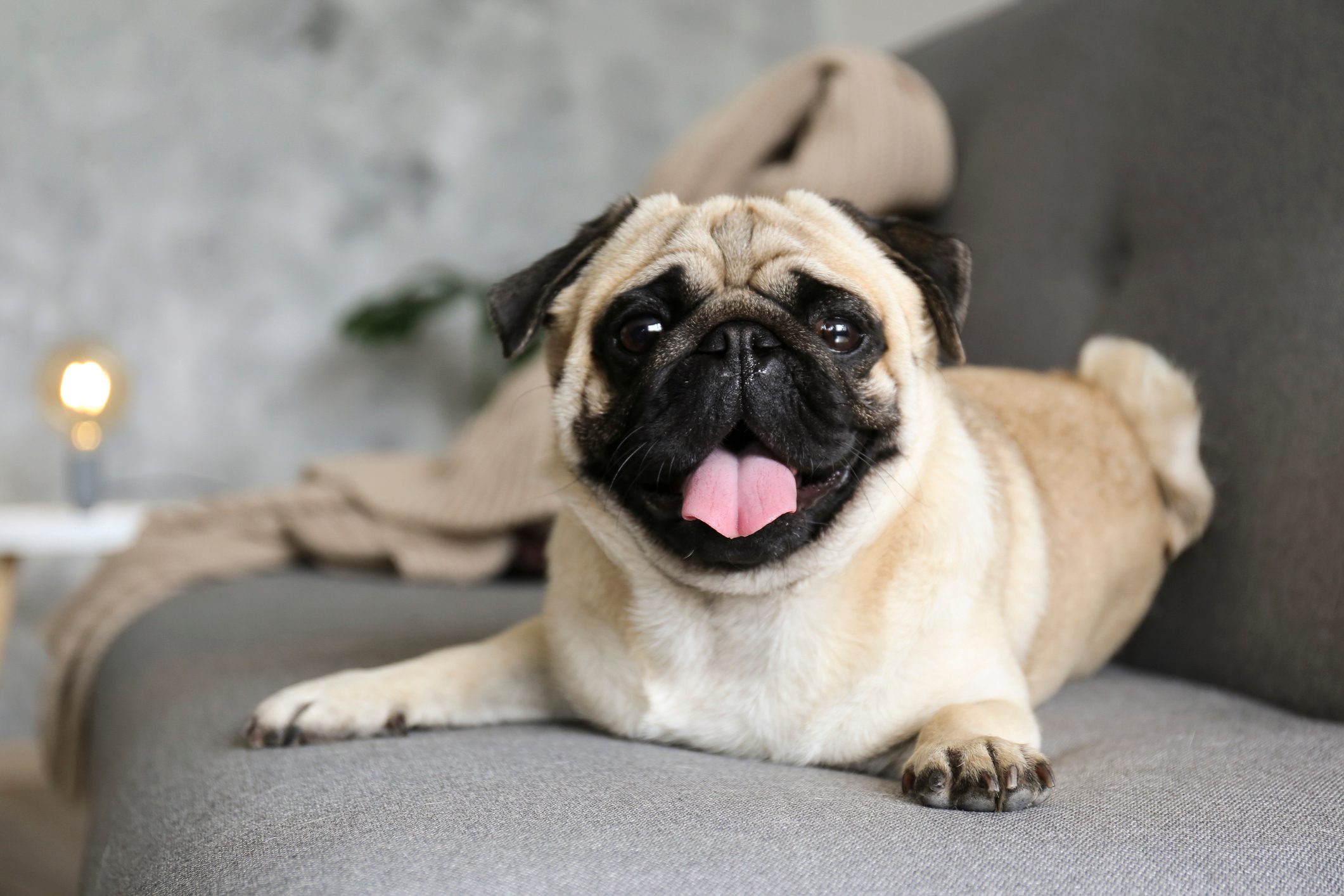 Purebred short haired dog with sad facial expression.