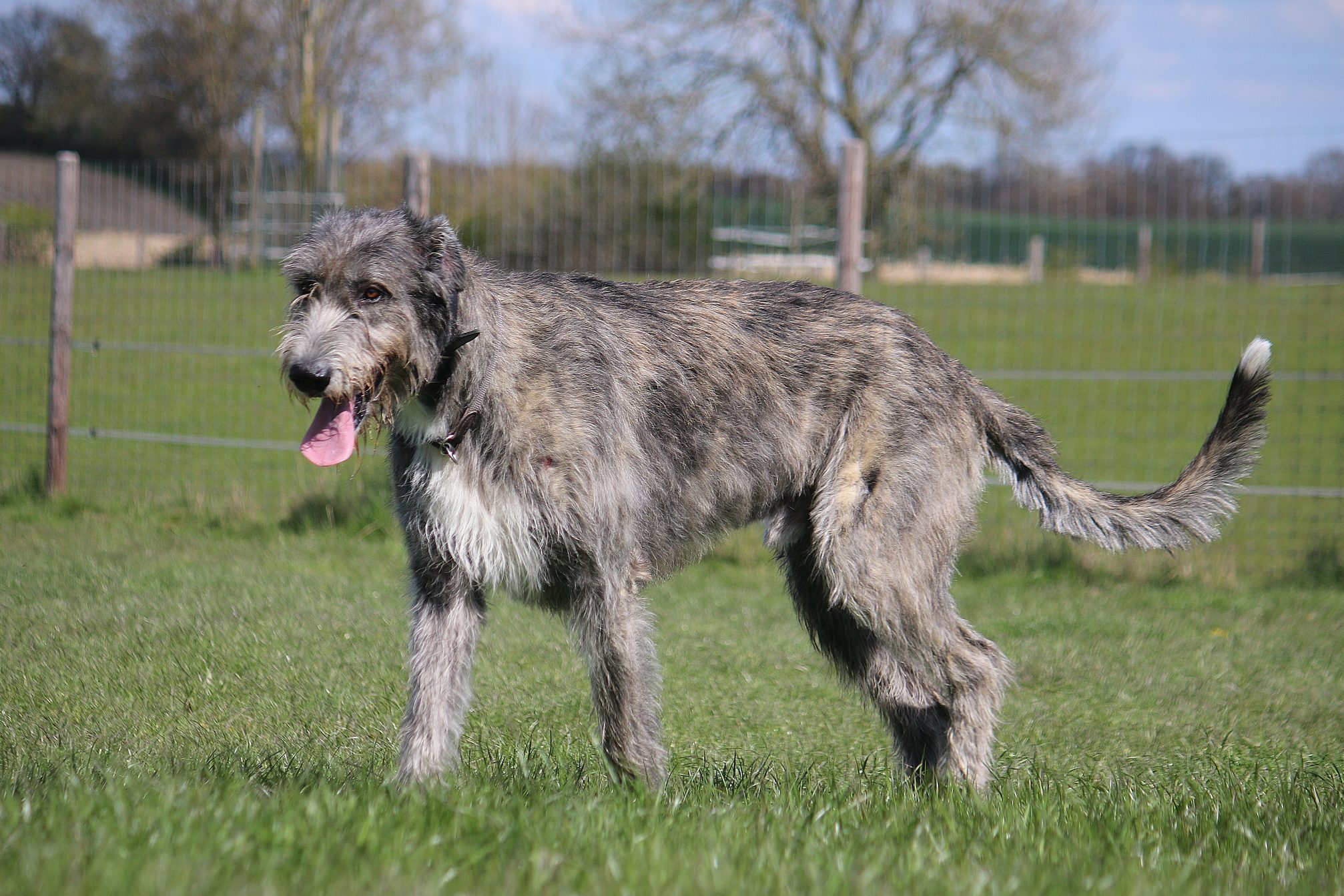 beautiful large irish wolfhound is walking in the garden