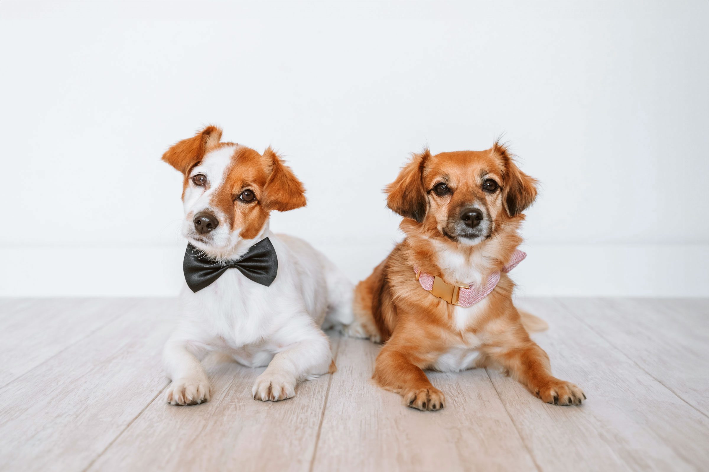 Male vs. Female Dogs: What Are the Real Differences?