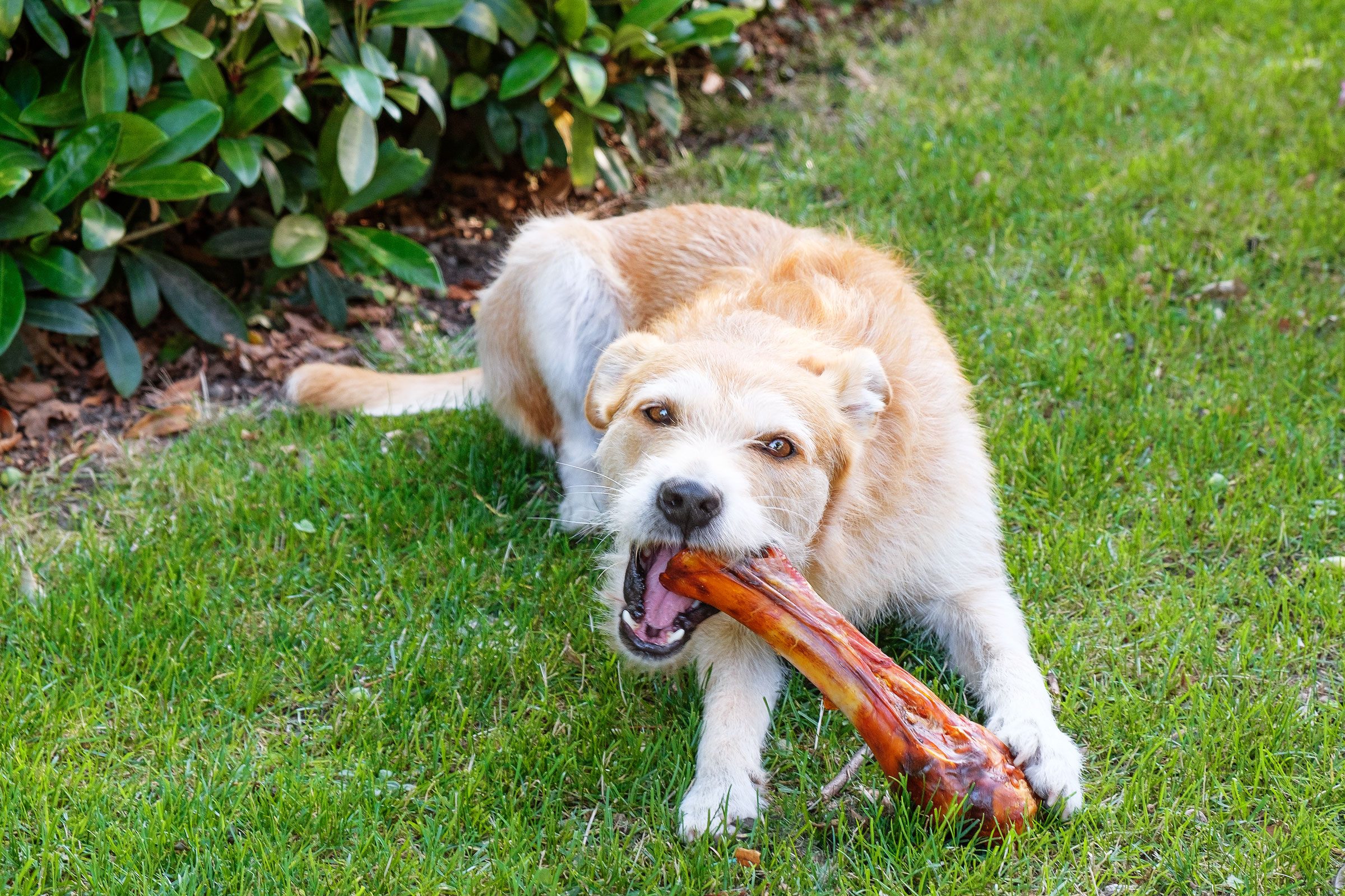 dog eating bone outside in the grass