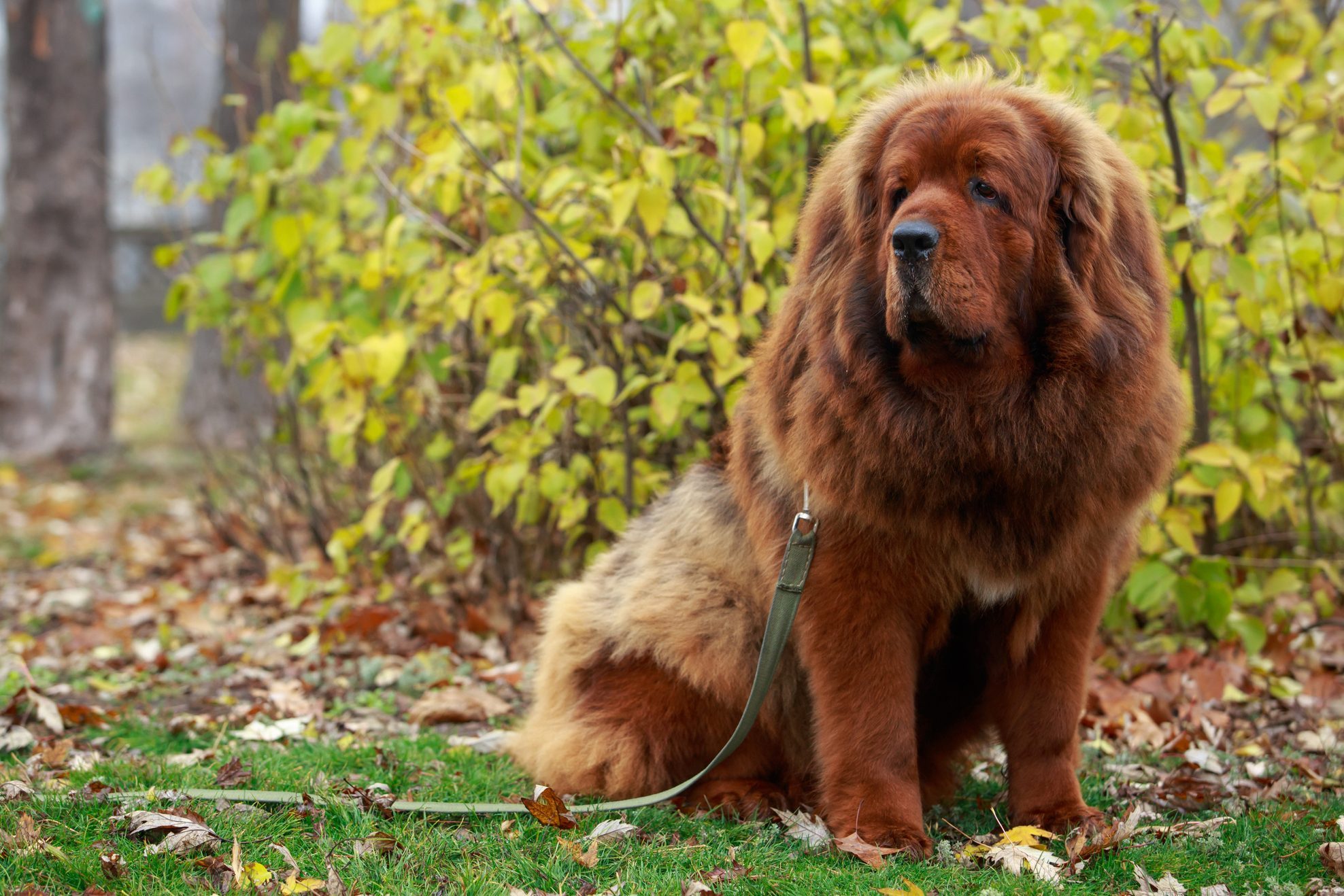 Dog breed Tibetan mastiff