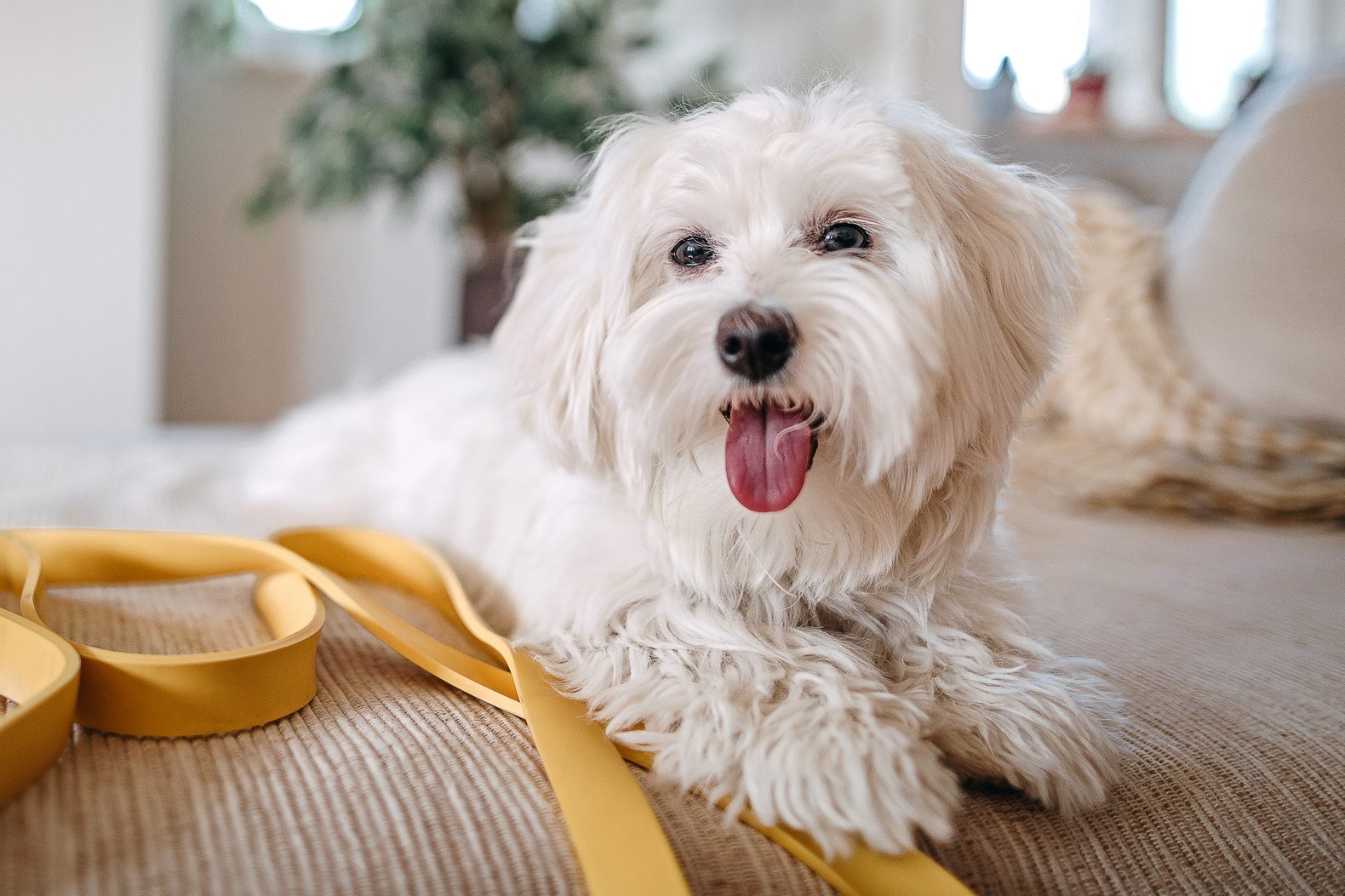 Maltese dog sitting on bed