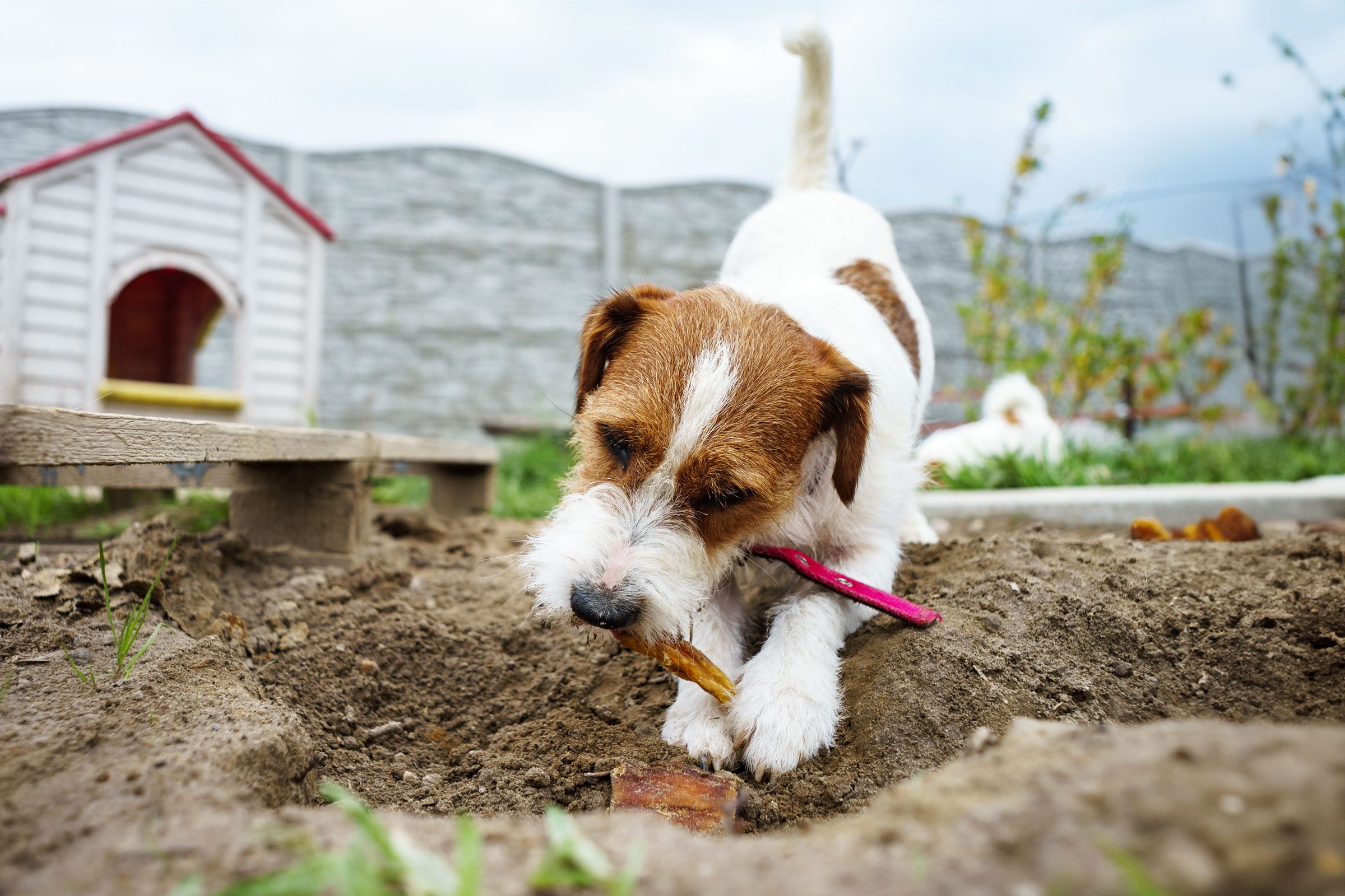 jack russell terrier burring a bone