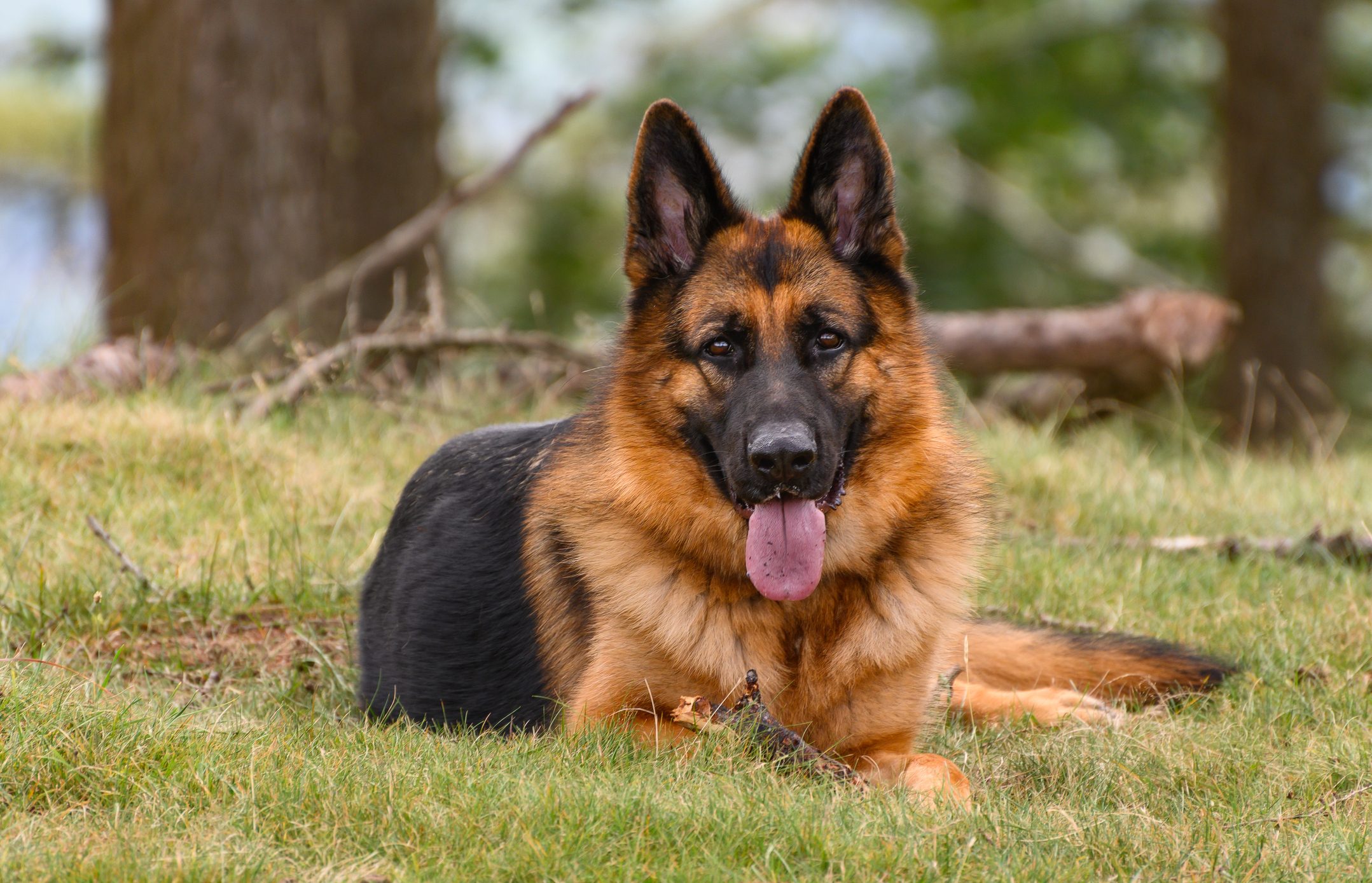 German Shepherd lying head high looking straight ahead