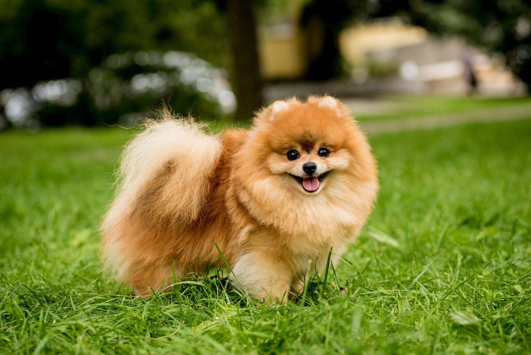 Portrait of cute pomeranian dog at the park.