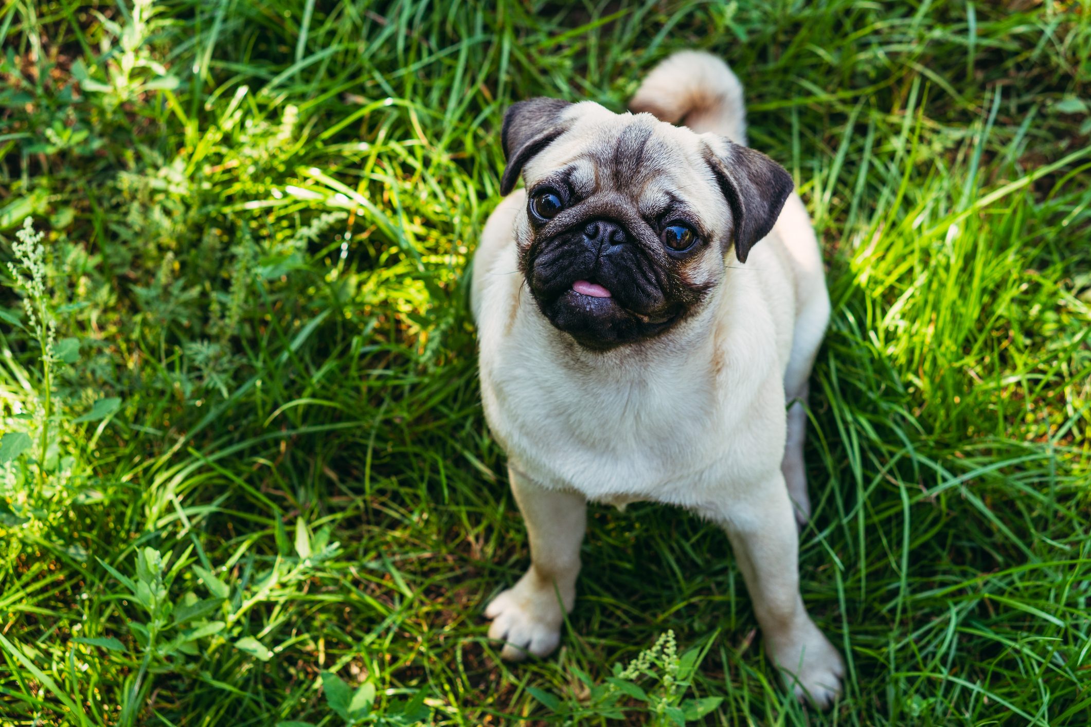 Pug. Pug breed dog portrait.