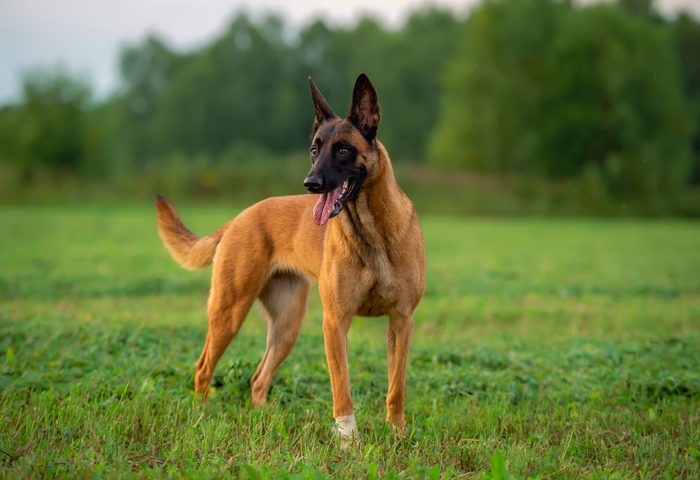 Puppy of Belgian shepherd malinois dog on the grass