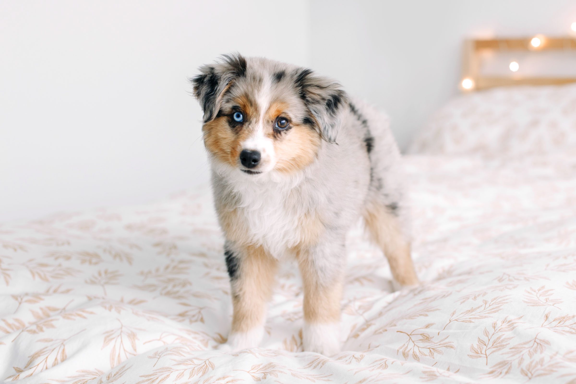 mini aussie standing on bed