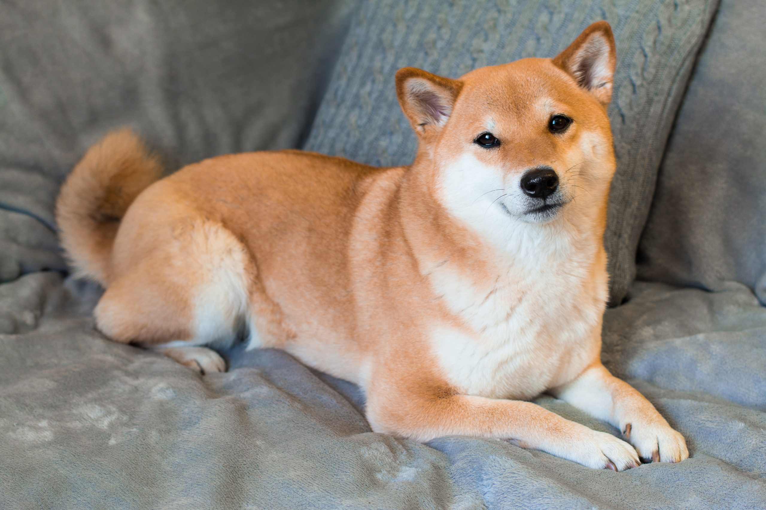Red dog breed Shiba inu is lying on the grey sofa at home.