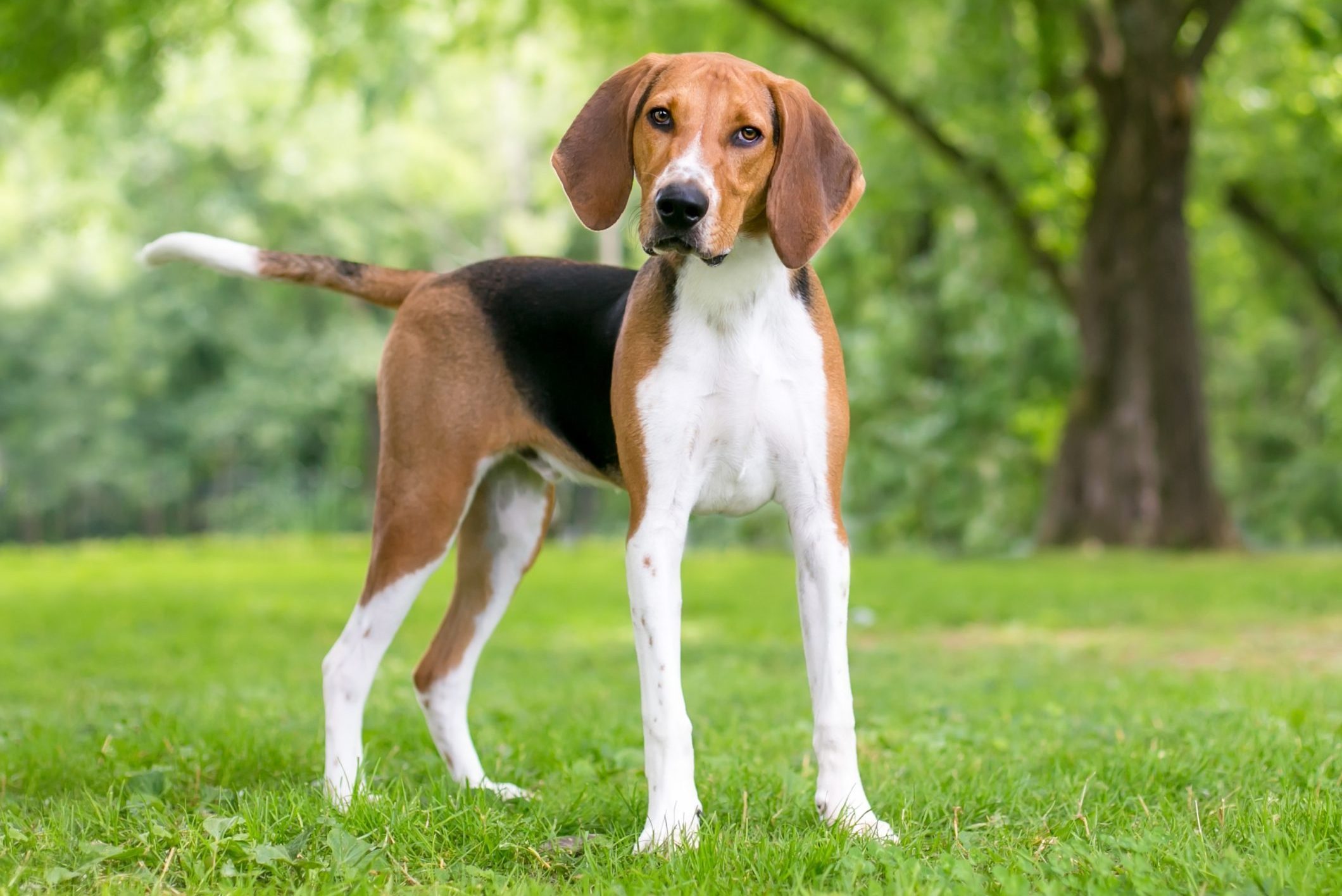 An American Foxhound dog with a head tilt