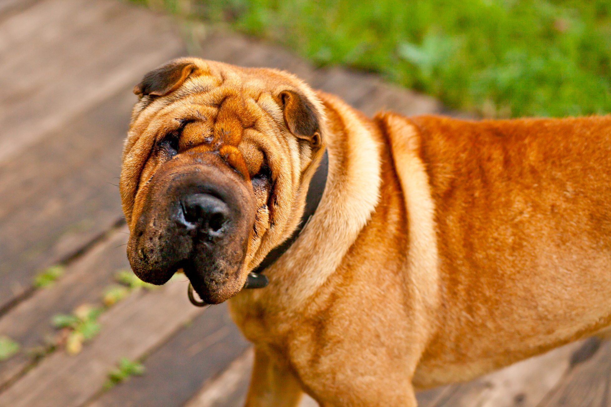 Chinese Shar pei dog portrait in garden