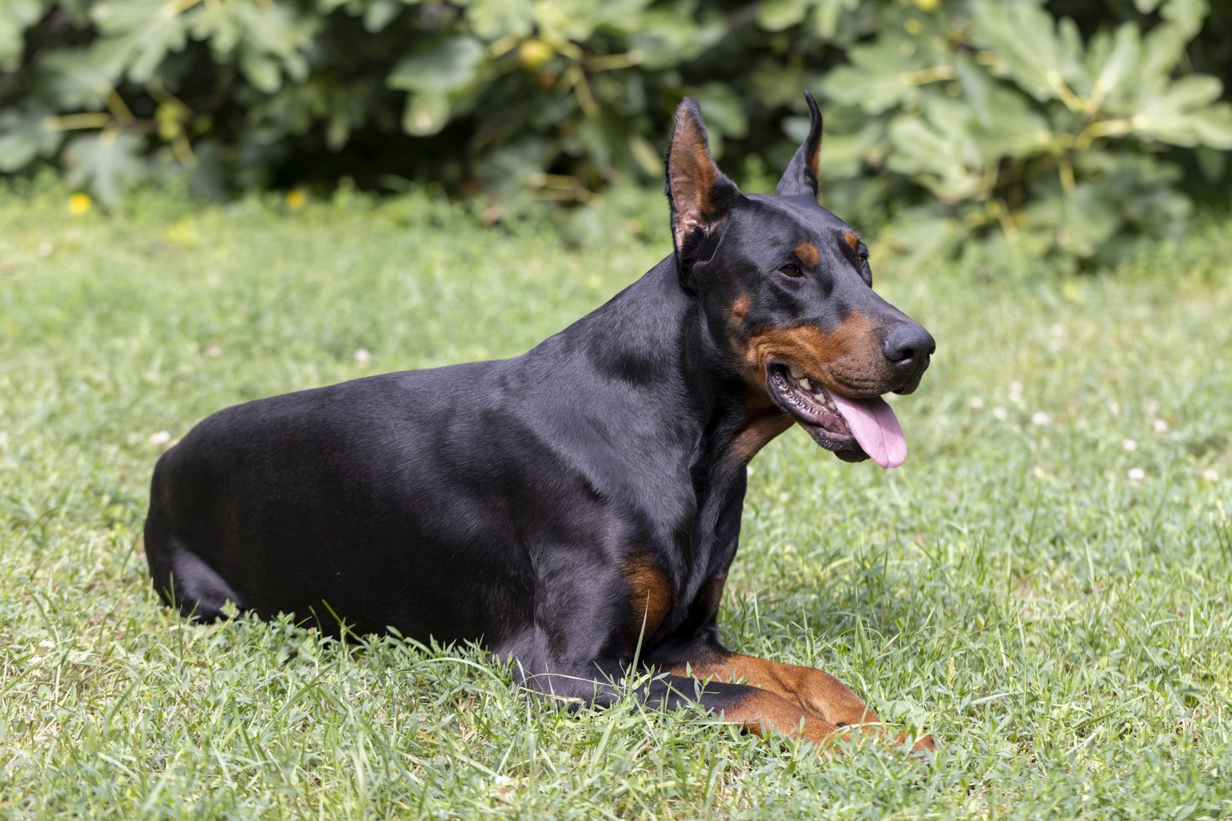 Side view of dog sitting on grass