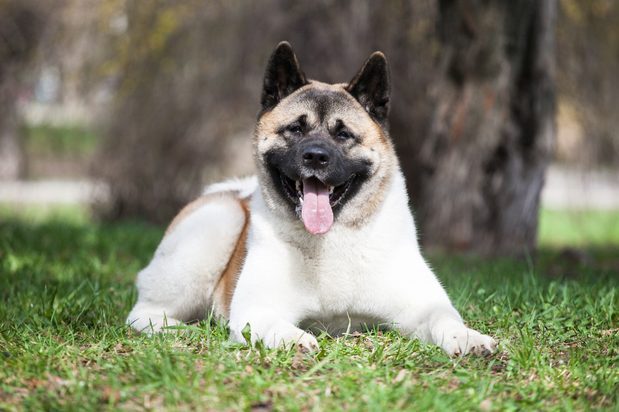 American Akita in the park