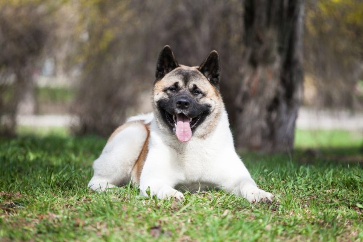 American Akita in the park