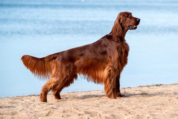 Purebred irish red setter standing on a background of on the beach by the sea on a Sunny day.