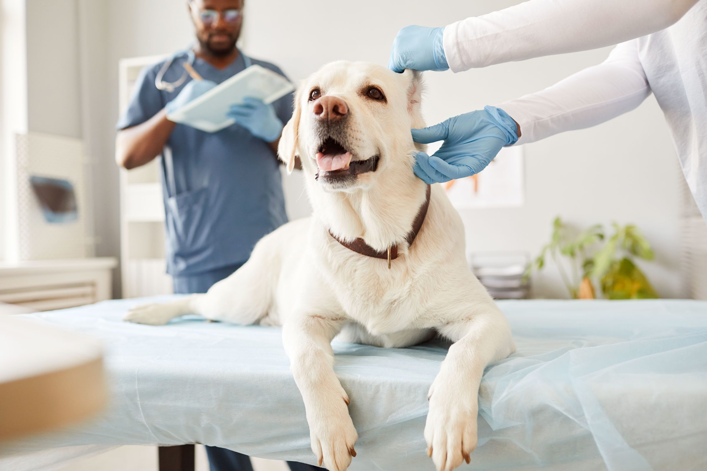 yellow lab dog at the vet