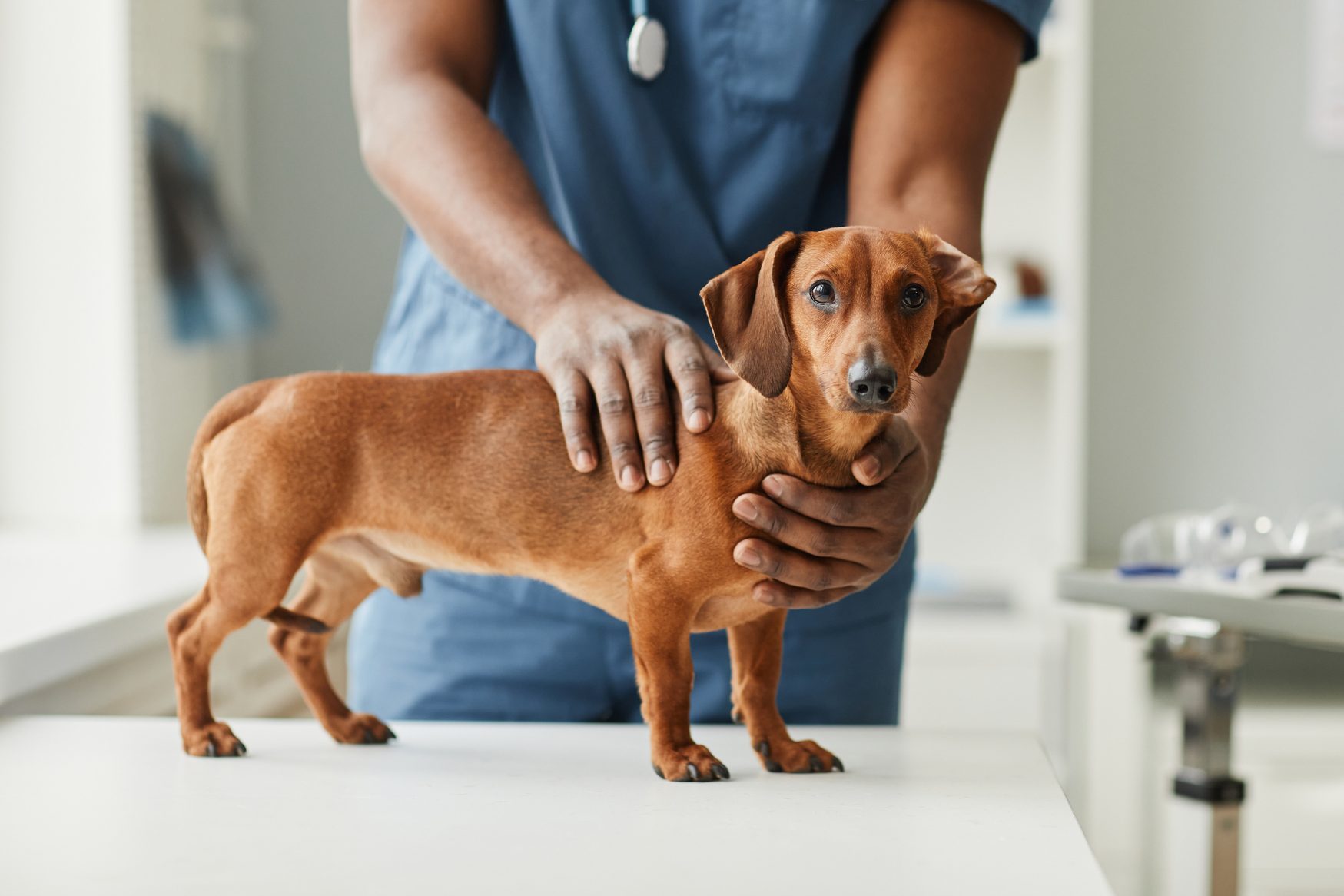 Hands of African-American male veterinarian touching dachshund