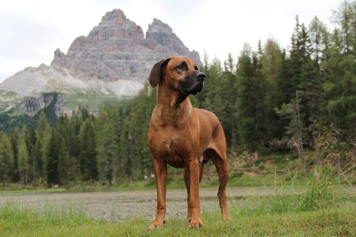 Rhodesian Ridgeback,Portrait of purebred dog standing on field against trees,Tre Cime di Lavaredo,Italy