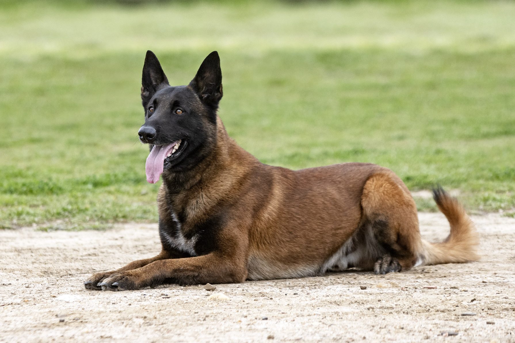 training of belgian shepherd