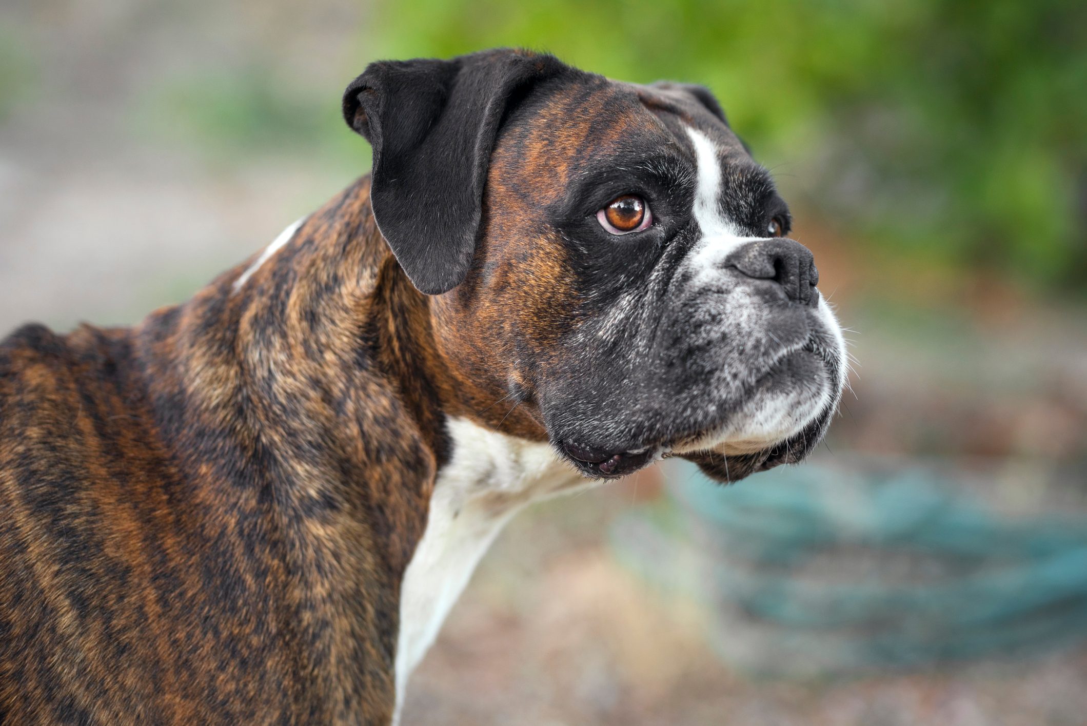 Close-up of boxer looking away