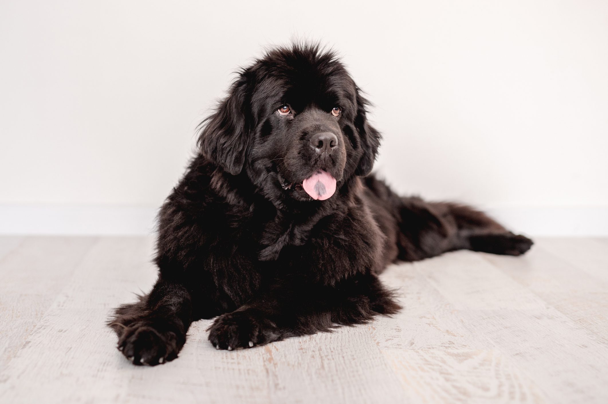 Newfoundland dog lying on floor indoors
