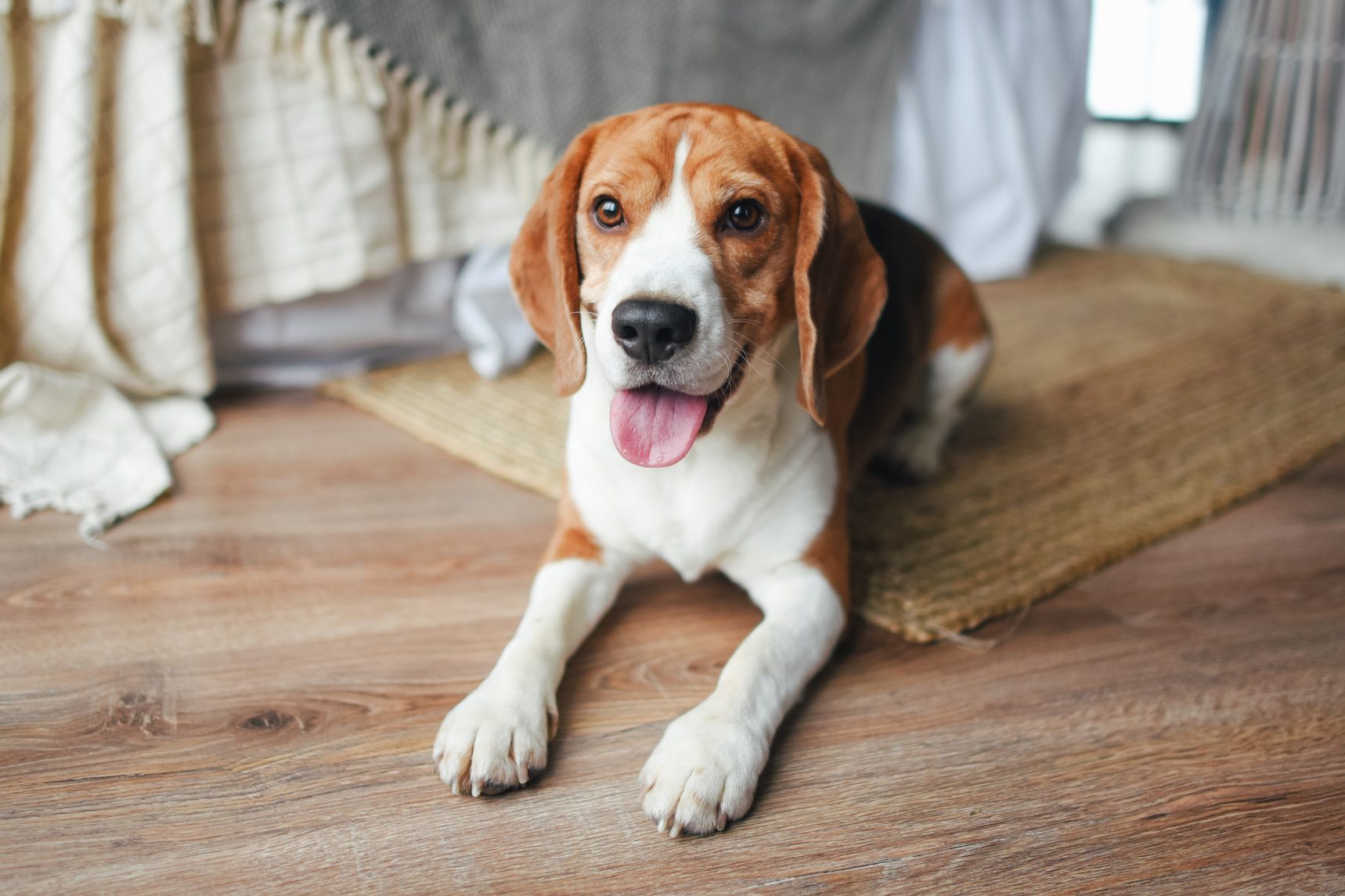 A young beagle dog lies on the floor. Pedigree dog. Home pet.