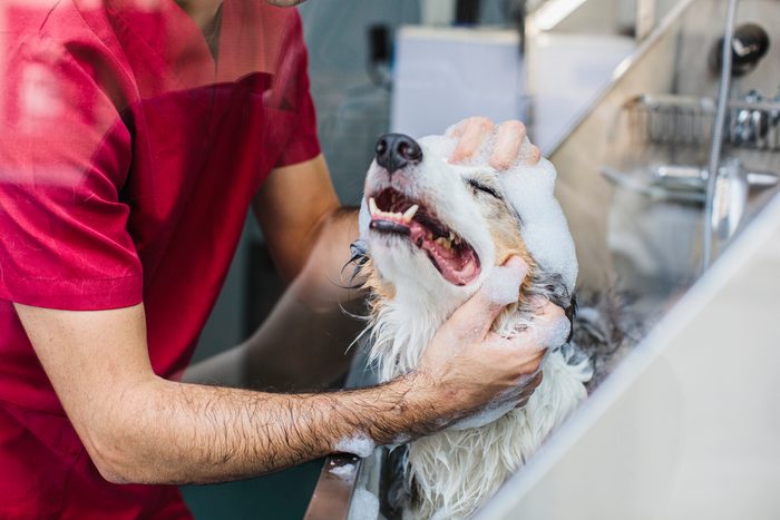 border collie at dog groomer