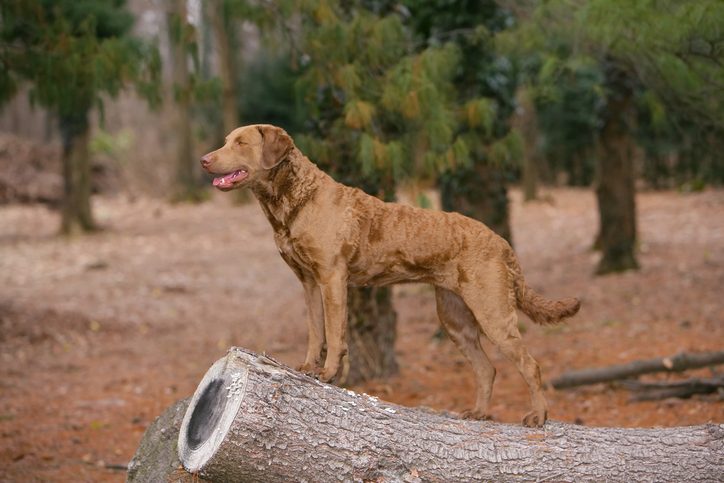 Endearing typical Chesapeake Bay Retriever dog in the forest