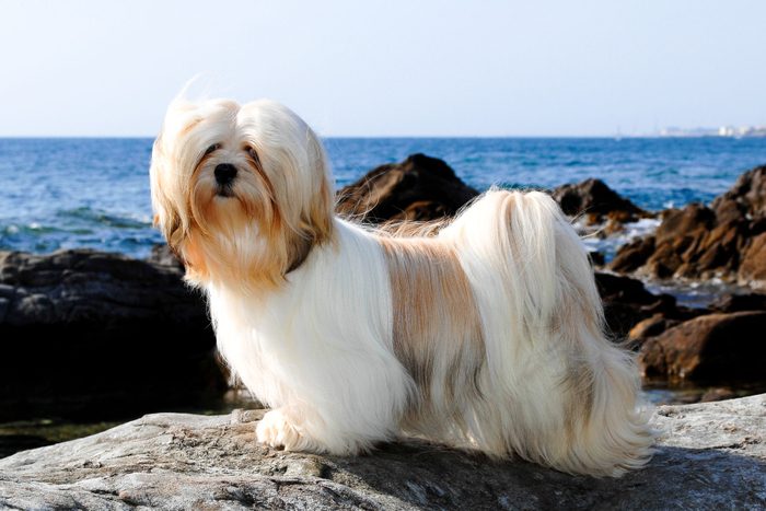 A beautiful shot of a Lhasa apso dog outdoors during the day