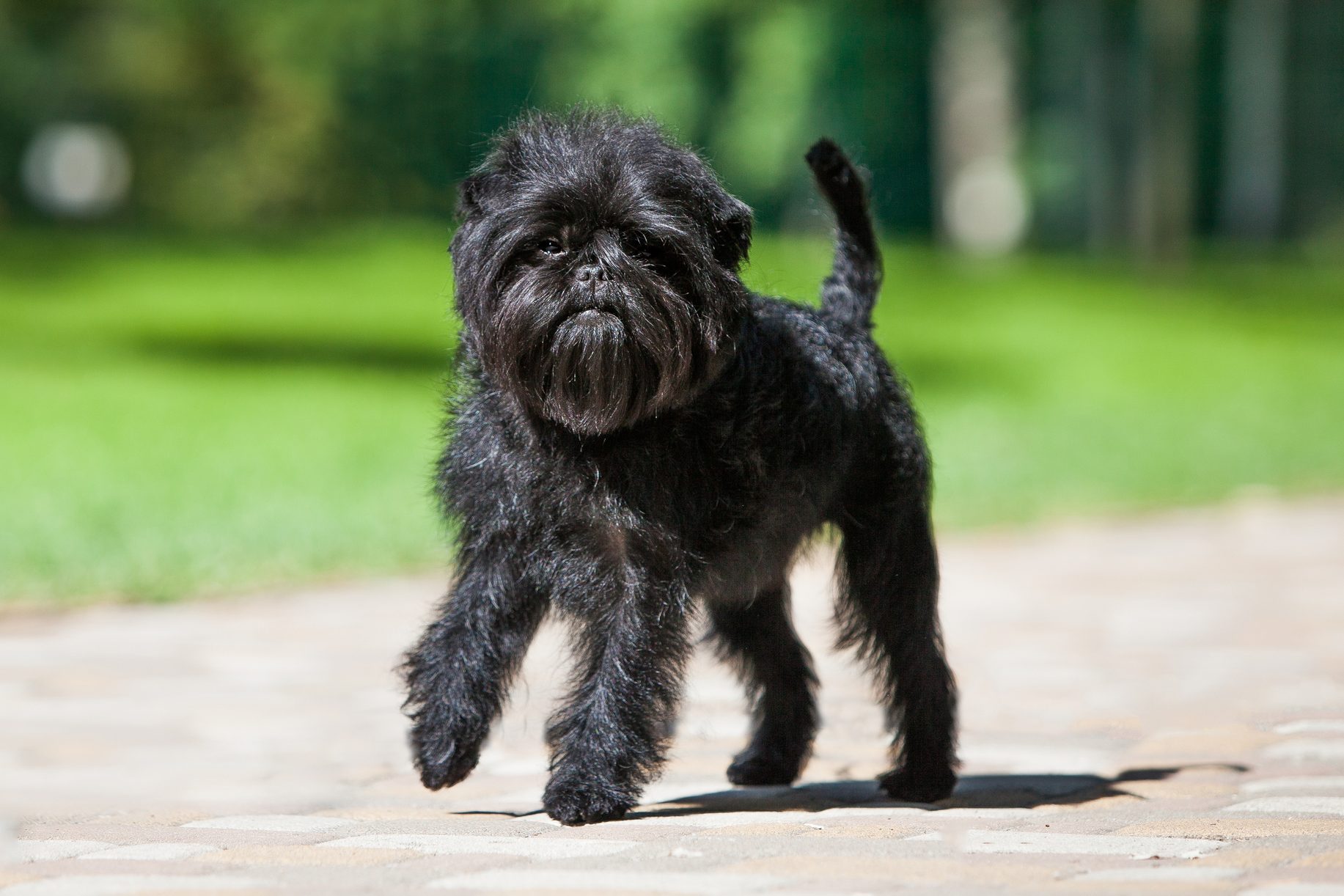 Little black affenpinscher puppy