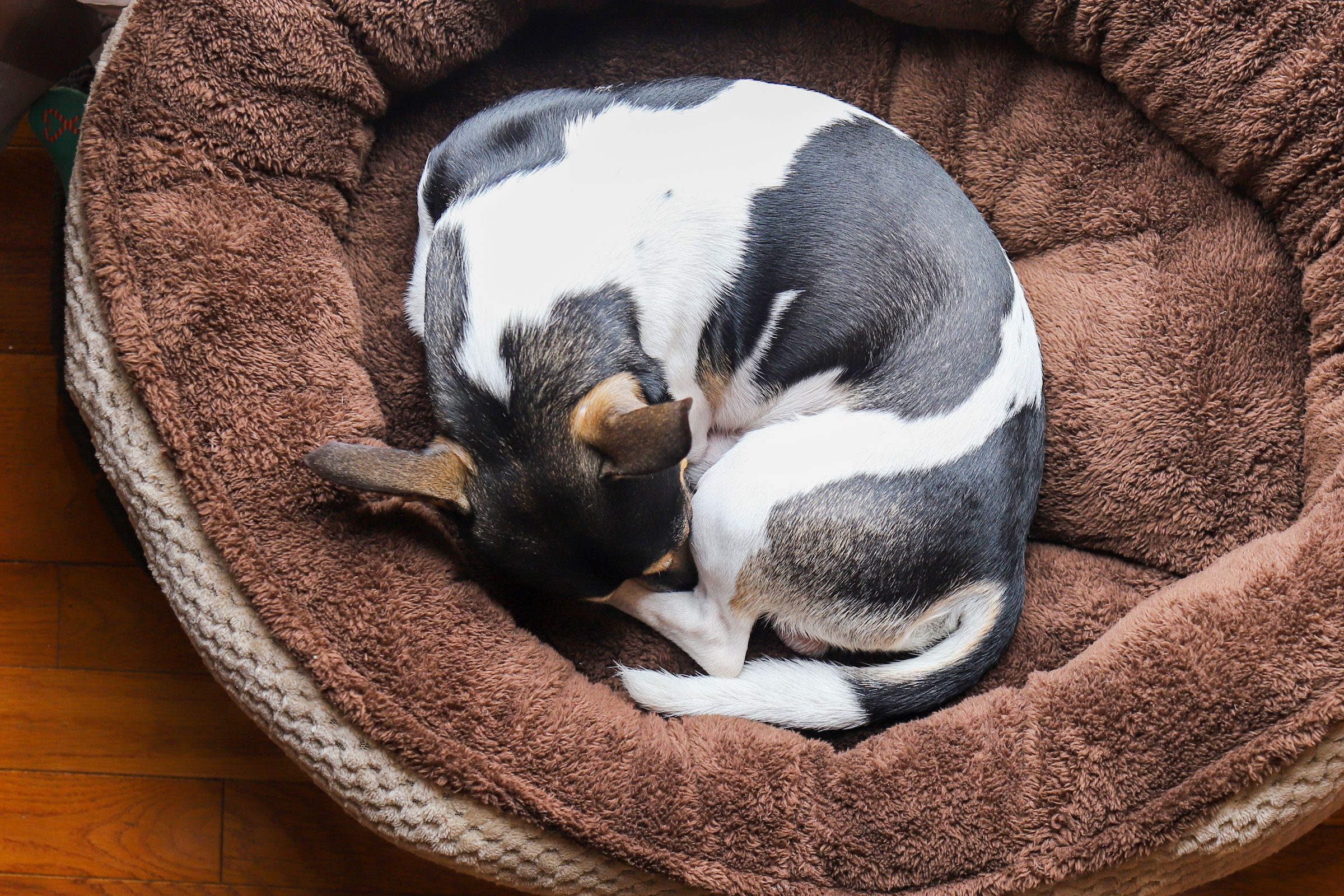 dog curled up in the fox position sleeping in a brown dog bed