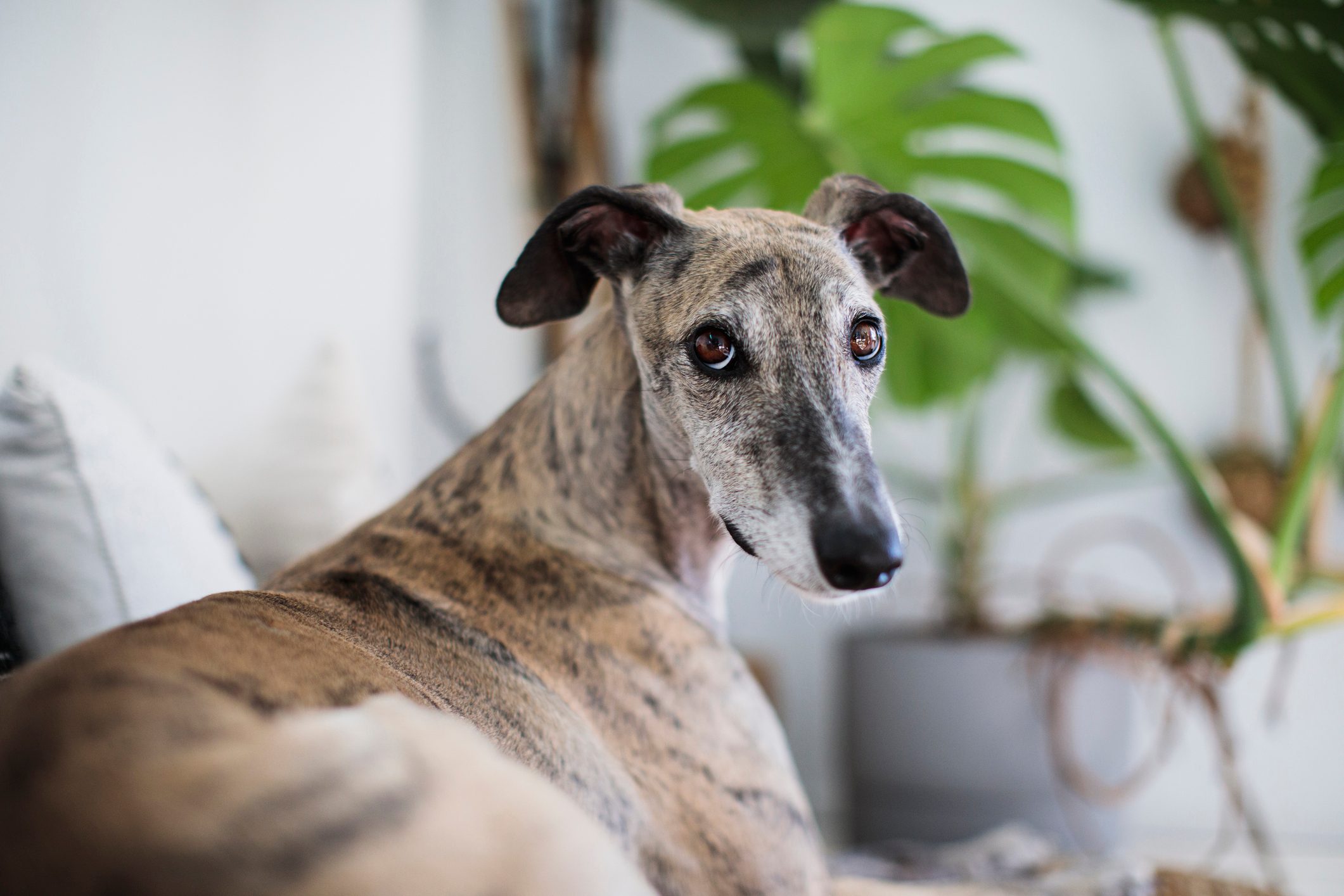 greyhound dog at home