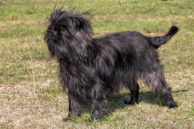 Affenpinscher dog