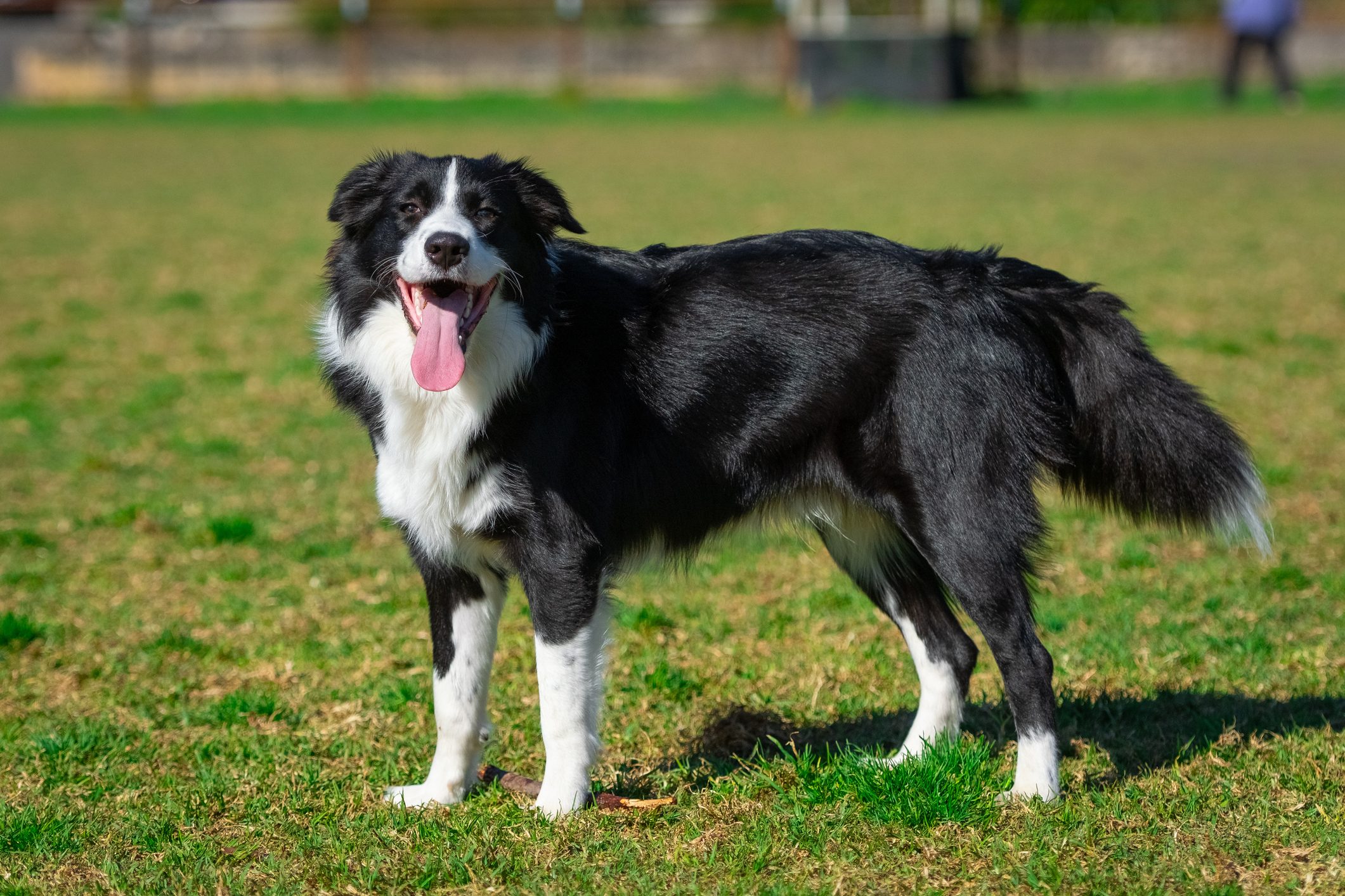 Portrait of a Border Collie