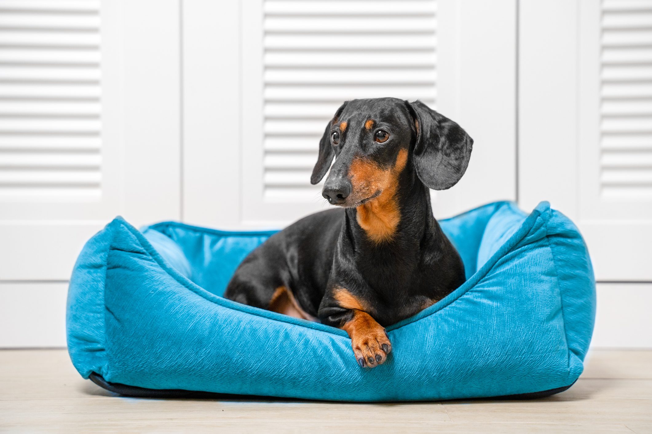 Dog lies on blue soft bed in room on floor, place for pets. Cozy comfortable bed