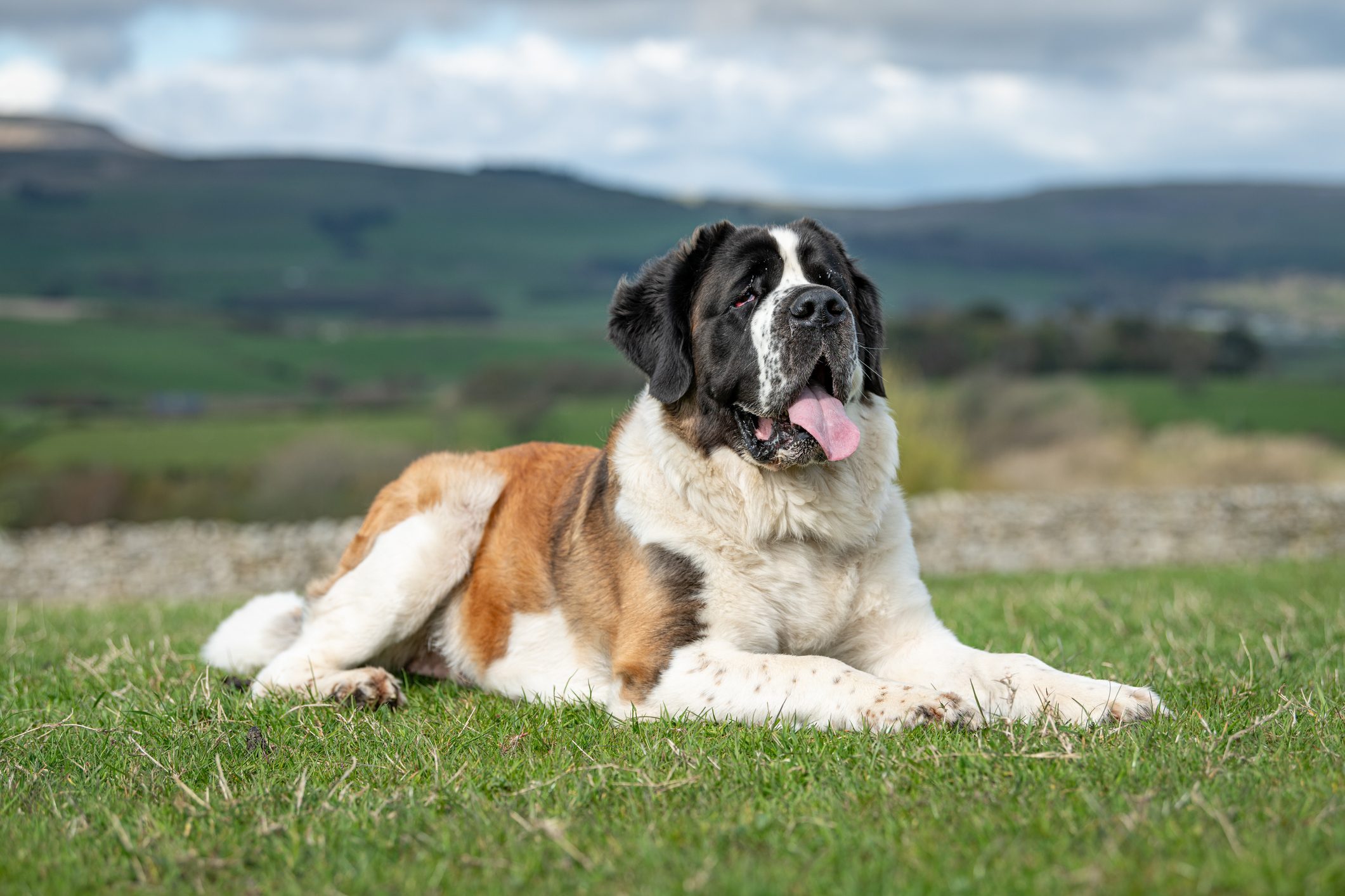 Portrait of saint bernard sitting on field against sky