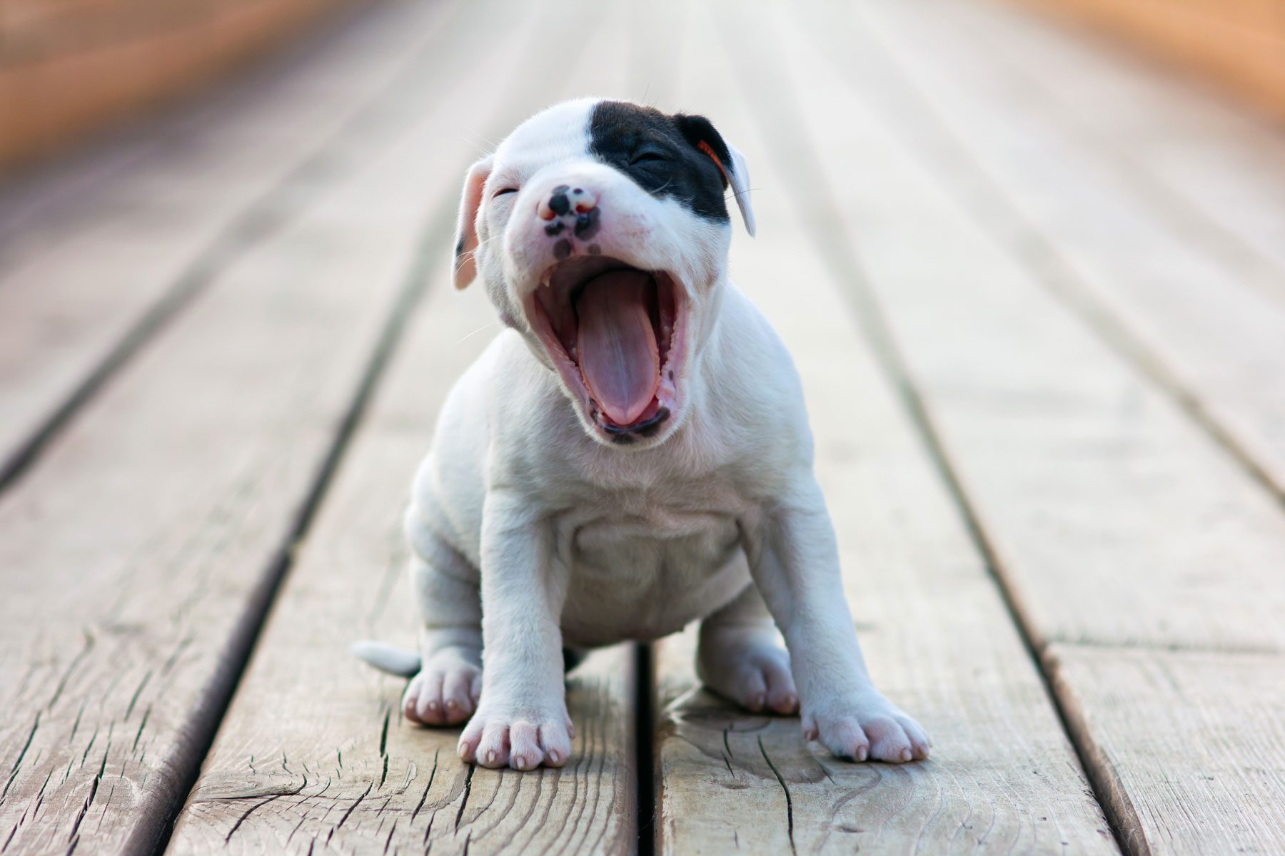 American Staffordshire terrier puppy