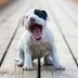 3 Reasons Why Puppy Breath Smells So Good