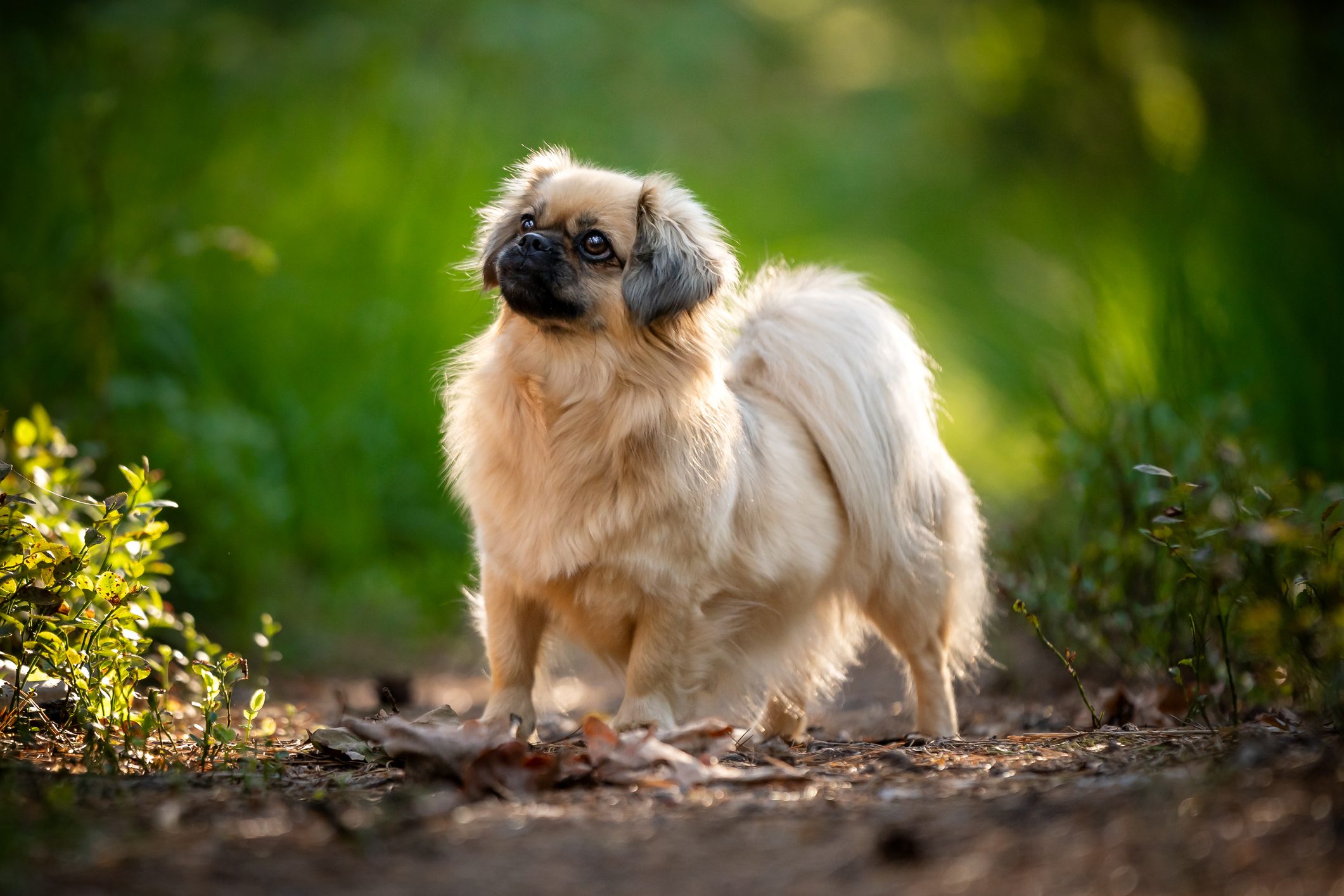 Portrait of Tibetan Spaniel Dog