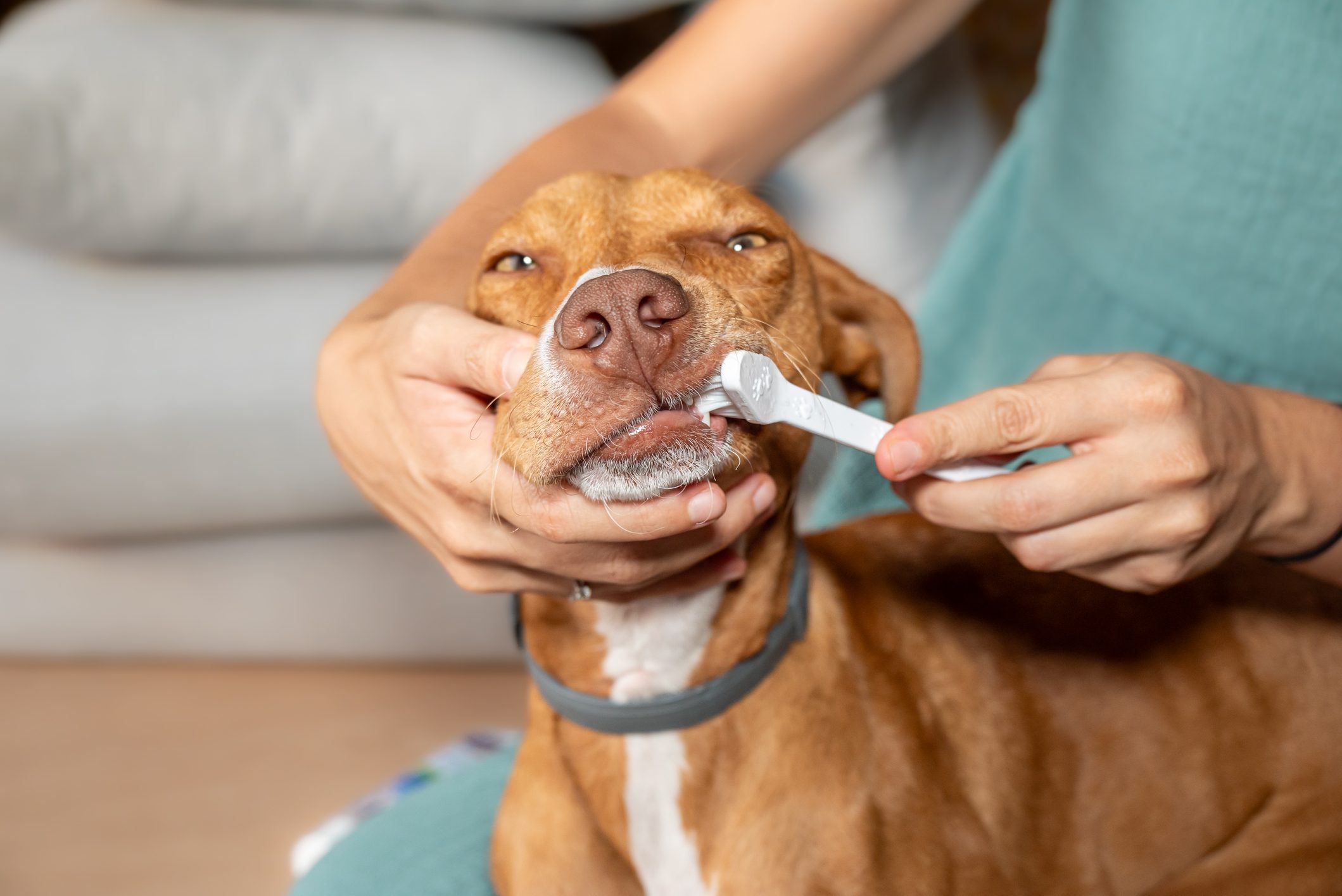 Brushing a dog's teeth