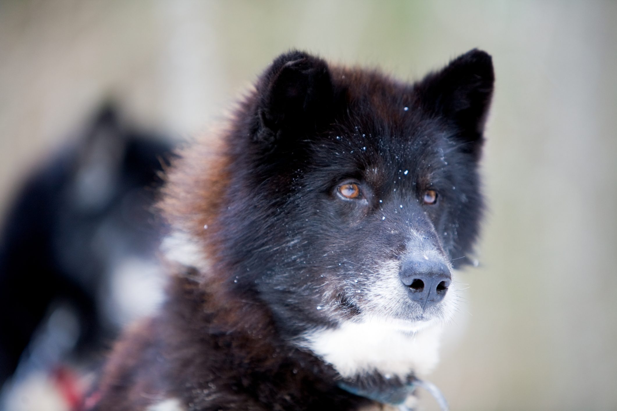 The Canadian (Inuit) Eskimo Dog